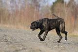 CANE CORSO 809